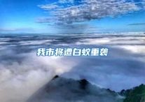 我市将遭白蚁重袭